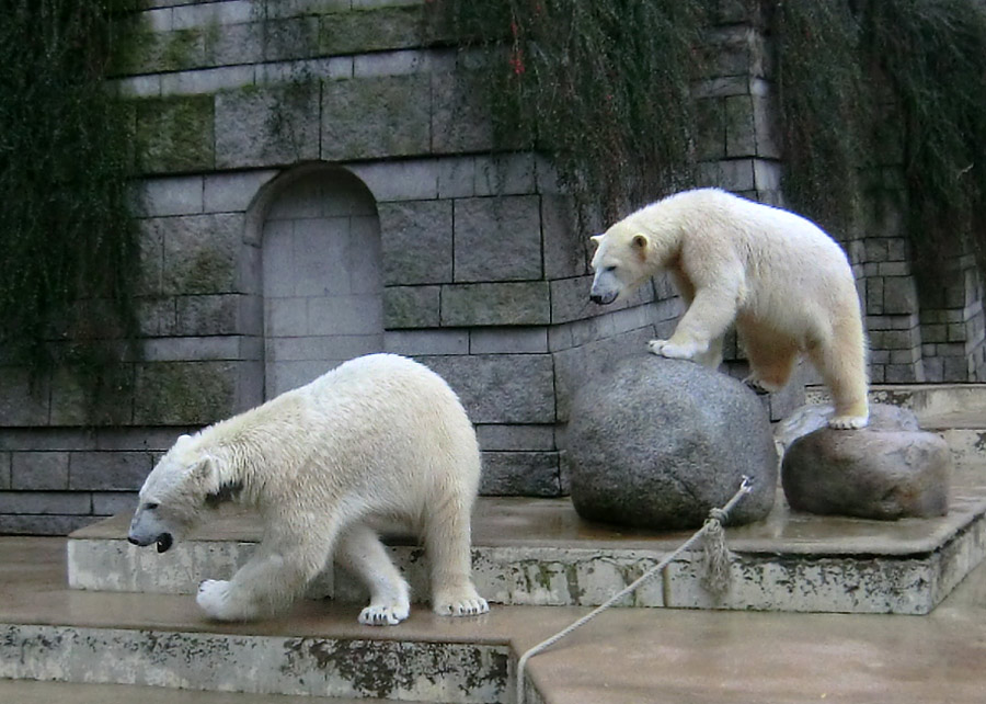 Eisbär LUKA und Eisbärin ANORI im Zoologischen Garten Wuppertal am 22. Februar 2014