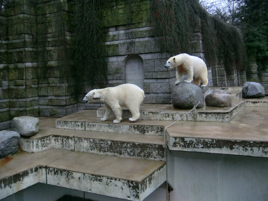 Eisbär LUKA und Eisbärin ANORI im Zoo Wuppertal am 22. Februar 2014