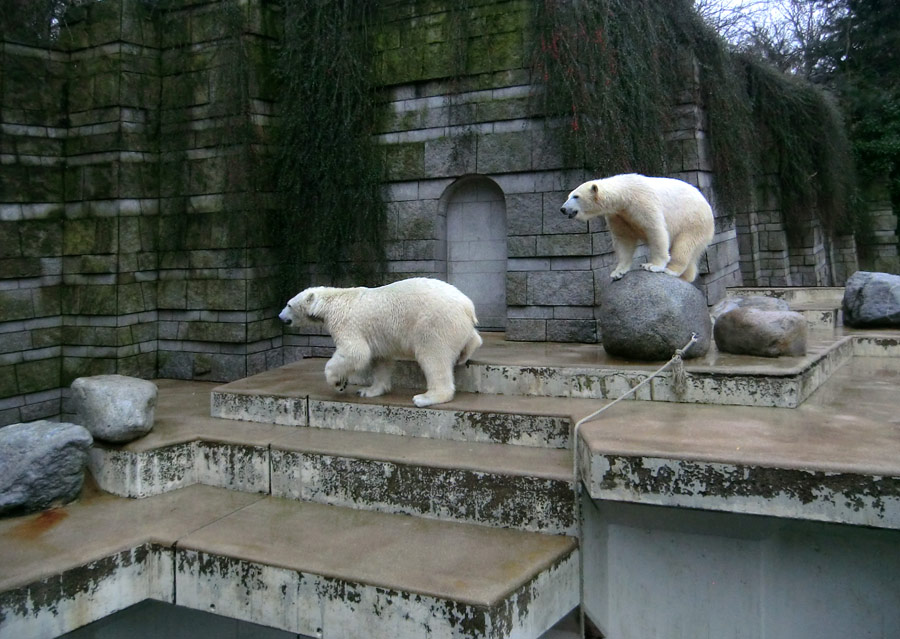 Eisbär LUKA und Eisbärin ANORI im Zoologischen Garten Wuppertal am 22. Februar 2014