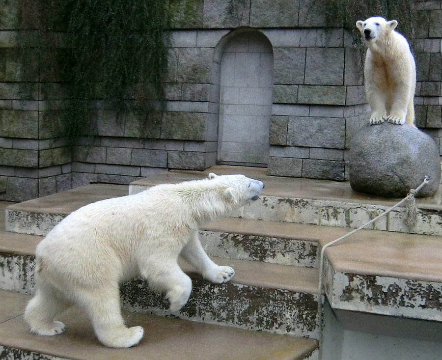 Eisbär LUKA und Eisbärin ANORI im Wuppertaler Zoo am 22. Februar 2014