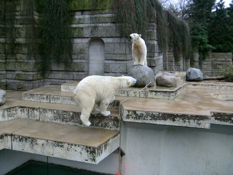 Eisbär LUKA und Eisbärin ANORI im Zoo Wuppertal am 22. Februar 2014