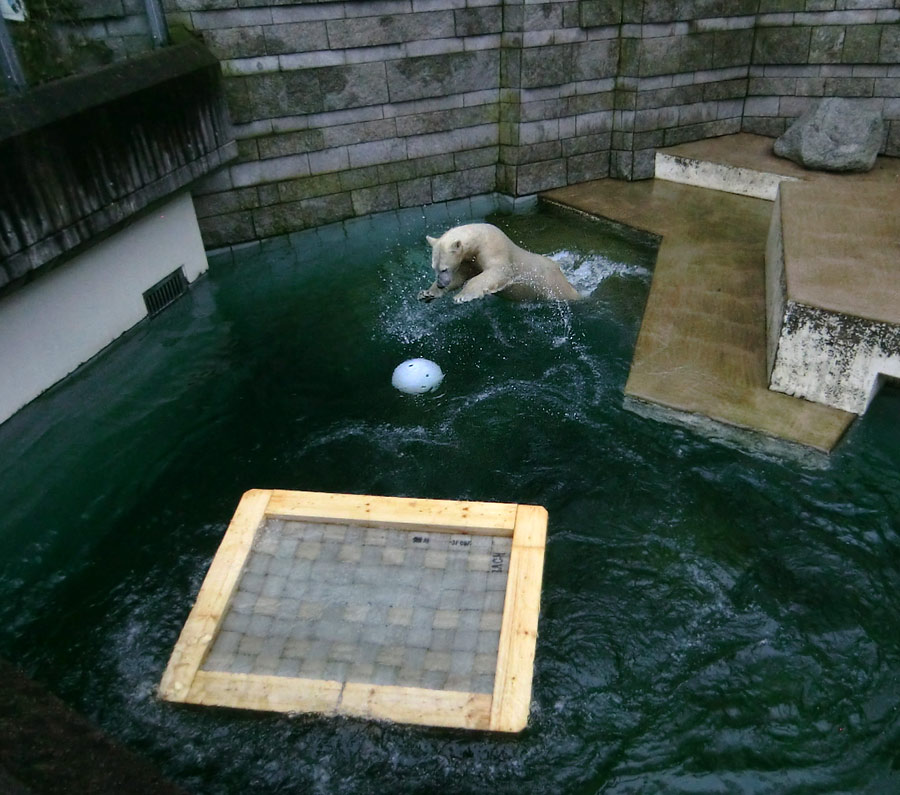 Eisbärin ANORI im Zoologischen Garten Wuppertal am 22. Februar 2014