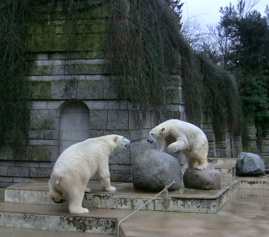 Eisbär LUKA und Eisbärin ANORI im Zoo Wuppertal am 22. Februar 2014