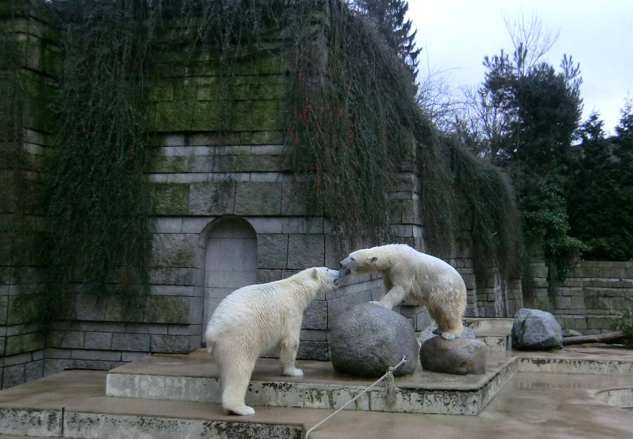 Eisbär LUKA und Eisbärin ANORI im Zoologischen Garten Wuppertal am 22. Februar 2014