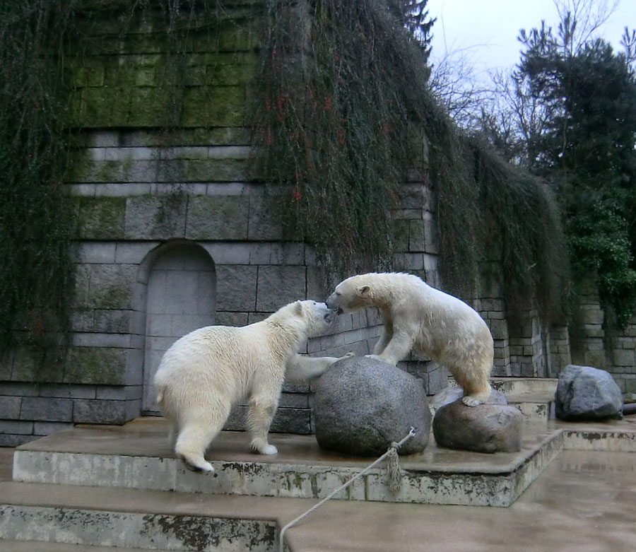 Eisbär LUKA und Eisbärin ANORI im Wuppertaler Zoo am 22. Februar 2014