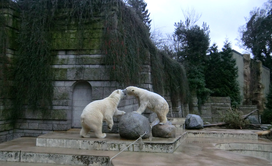 Eisbär LUKA und Eisbärin ANORI im Zoo Wuppertal am 22. Februar 2014