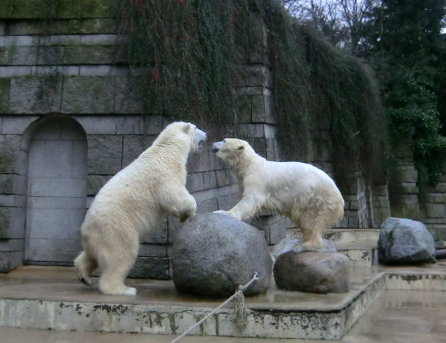 Eisbär LUKA und Eisbärin ANORI im Zoologischen Garten Wuppertal am 22. Februar 2014