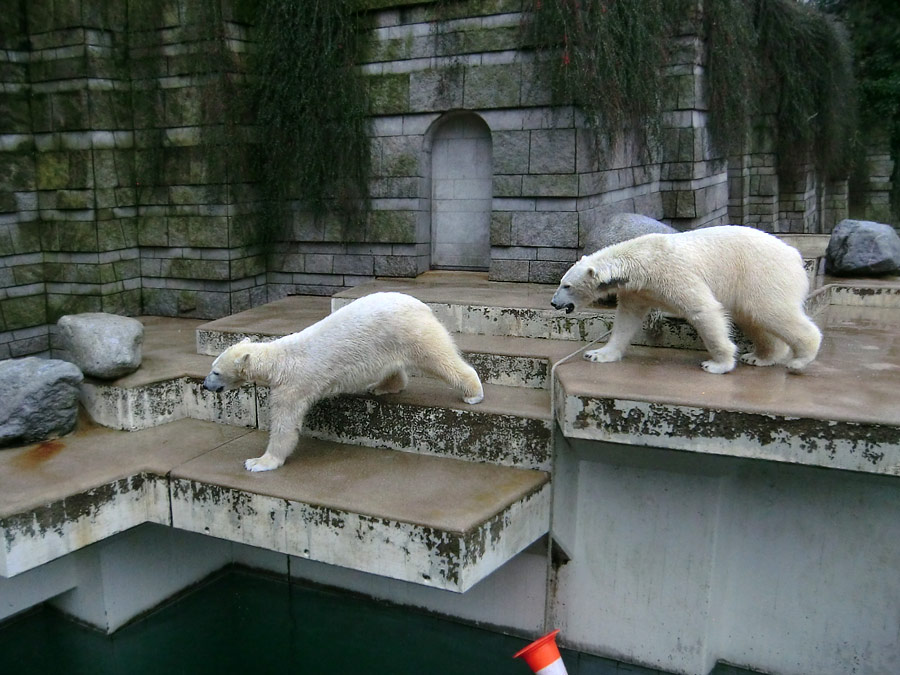 Eisbärin ANORI und Eisbär LUKA im Wuppertaler Zoo am 22. Februar 2014