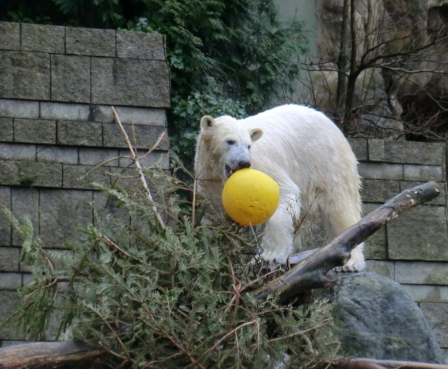 Eisbärin ANORI im Zoo Wuppertal am 22. Februar 2014