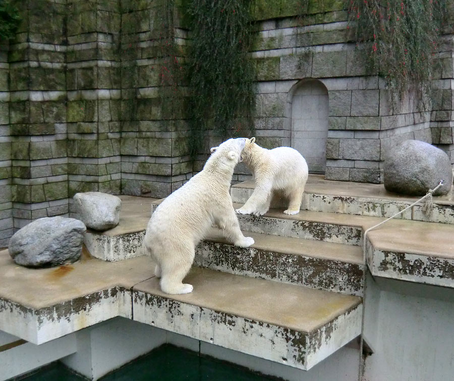 Eisbär LUKA und Eisbärin ANORI im Zoologischen Garten Wuppertal am 22. Februar 2014