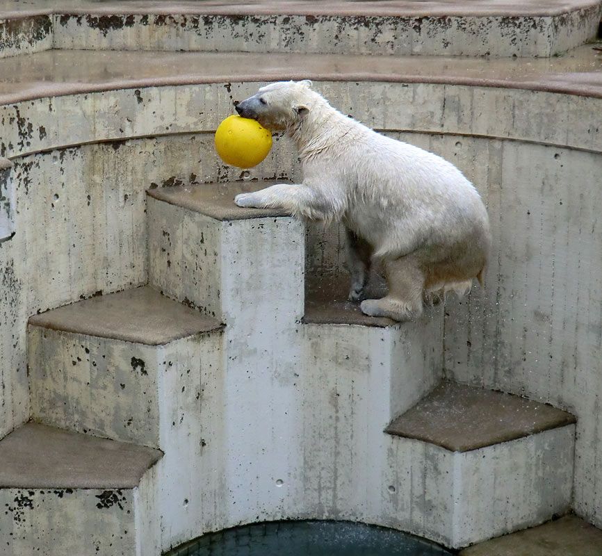 Eisbärin ANORI im Zoo Wuppertal am 22. Februar 2014