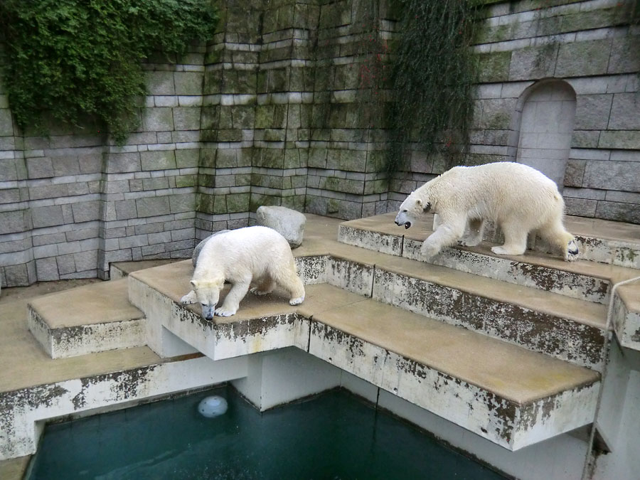 Eisbärin ANORI und Eisbär LUKA im Zoologischen Garten Wuppertal am 22. Februar 2014