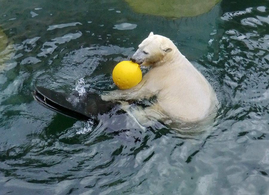 Eisbärin ANORI im Wuppertaler Zoo am 22. Februar 2014