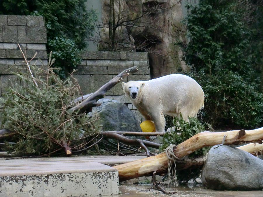 Eisbär im Zoo Wuppertal am 22. Februar 2014