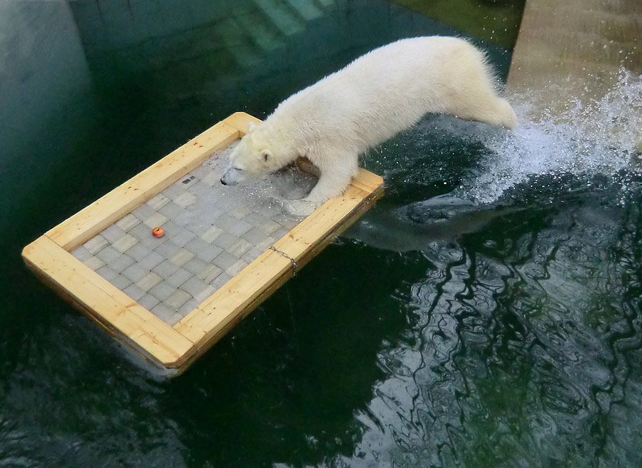 Eisbärin ANORI im Wuppertaler Zoo am 22. Februar 2014