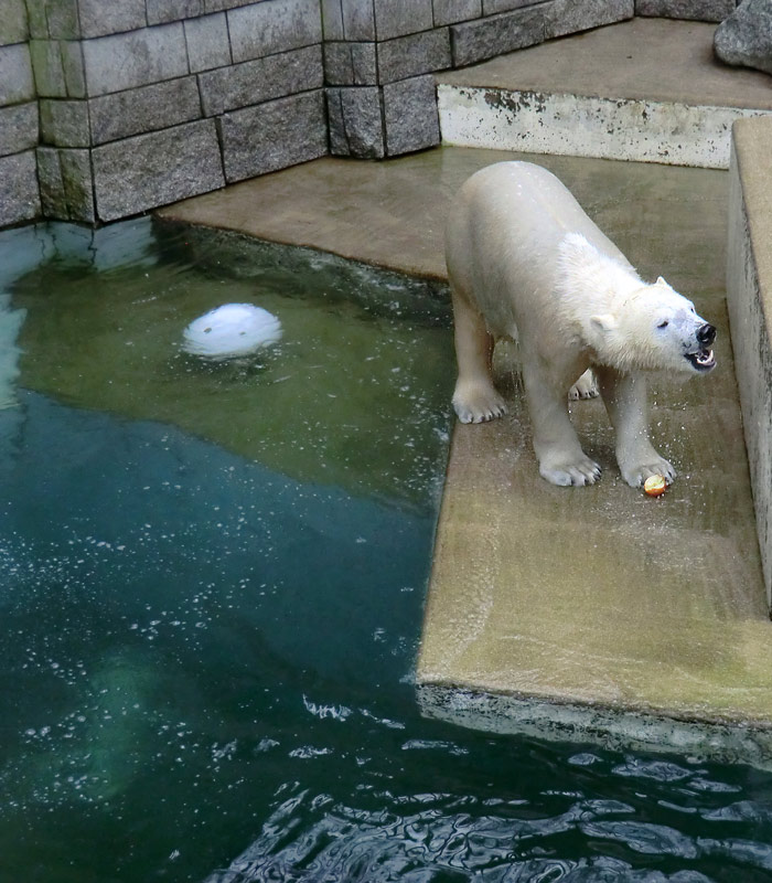 Eisbärin ANORI im Zoo Wuppertal am 22. Februar 2014