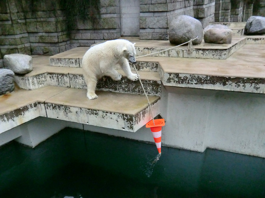 Eisbärin ANORI im Zoologischen Garten Wuppertal am 22. Februar 2014