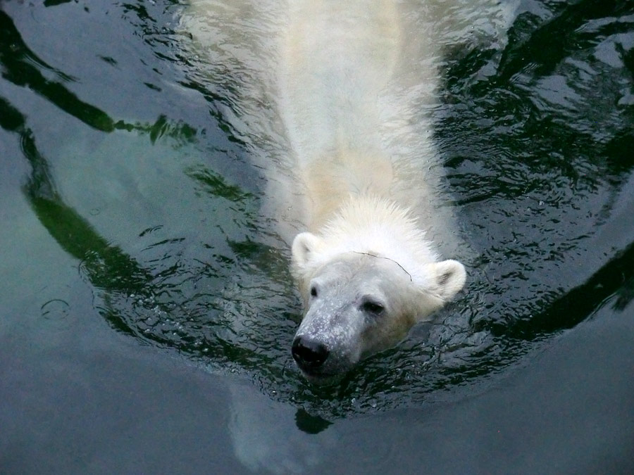 Eisbär LUKA im Zoo Wuppertal am 22. Februar 2014