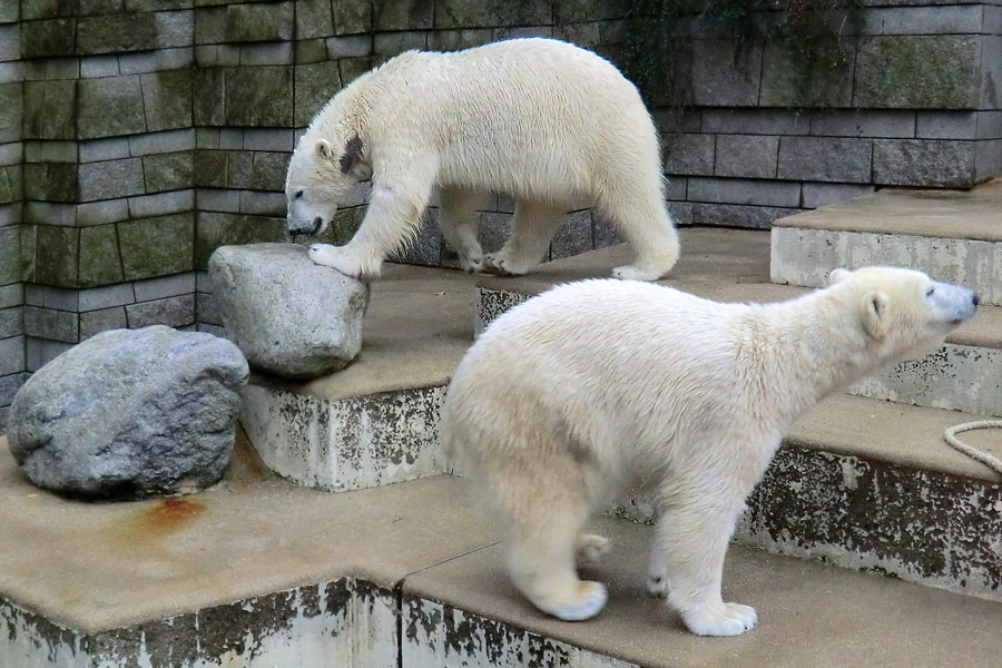 Eisbär LUKA und Eisbärin ANORI im Zoologischen Garten Wuppertal am 22. Februar 2014