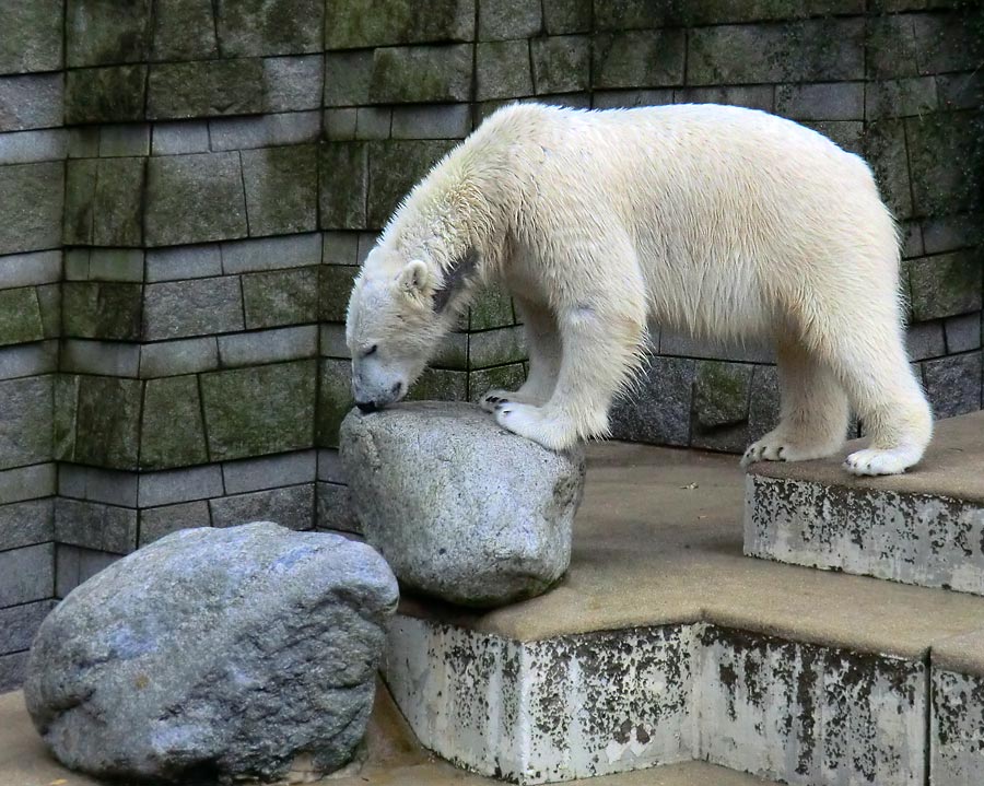 Eisbär LUKA im Wuppertaler Zoo am 22. Februar 2014
