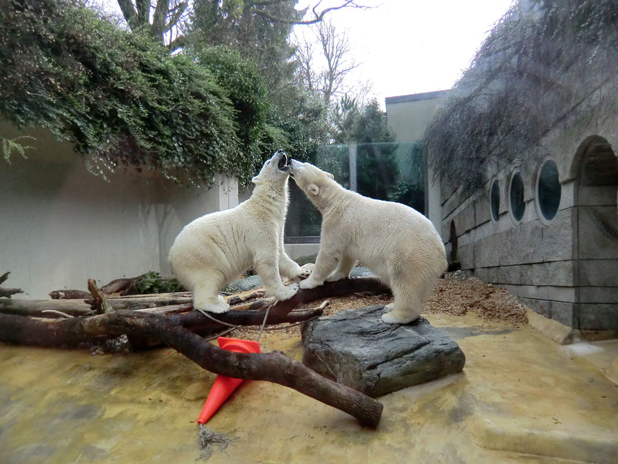 Eisbär LUKA und Eisbärin ANORI im Zoo Wuppertal am 7. März 2014