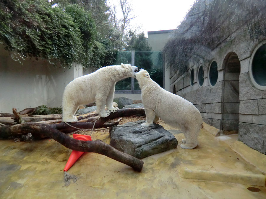 Eisbär LUKA und Eisbärin ANORI im Zoologischen Garten Wuppertal am 7. März 2014