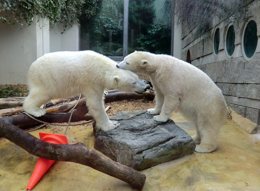 Eisbär LUKA und Eisbärin ANORI im Wuppertaler Zoo am 7. März 2014