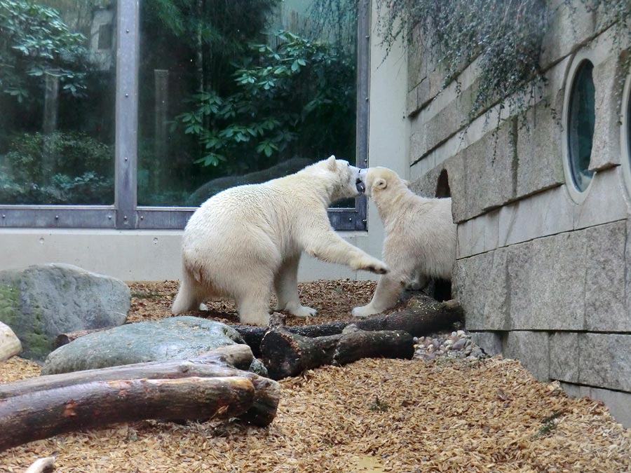 Eisbär LUKA und Eisbärin ANORI im Zoo Wuppertal am 7. März 2014