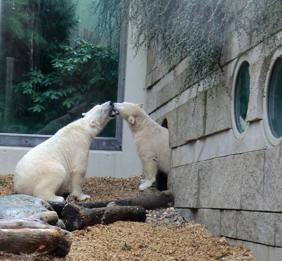 Eisbär LUKA und Eisbärin ANORI im Zoologischen Garten Wuppertal am 7. März 2014