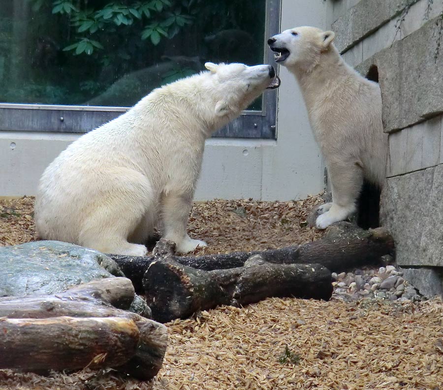 Eisbär LUKA und Eisbärin ANORI im Wuppertaler Zoo am 7. März 2014