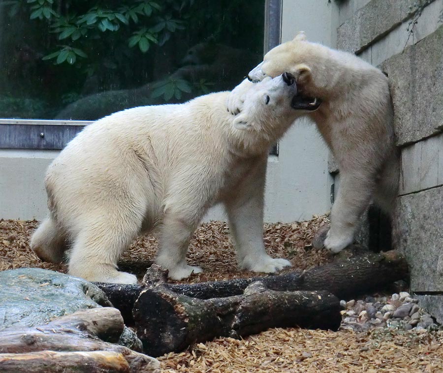 Eisbär LUKA und Eisbärin ANORI im Zoo Wuppertal am 7. März 2014