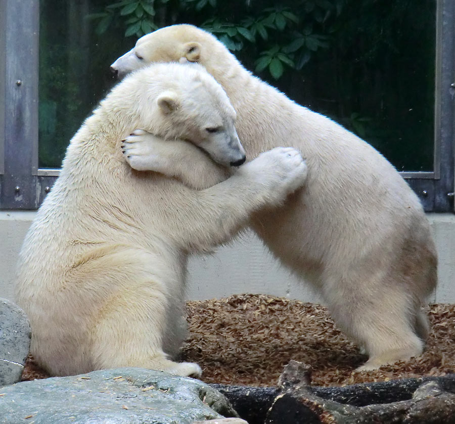 Eisbär LUKA und Eisbärin ANORI im Zoologischen Garten Wuppertal am 7. März 2014