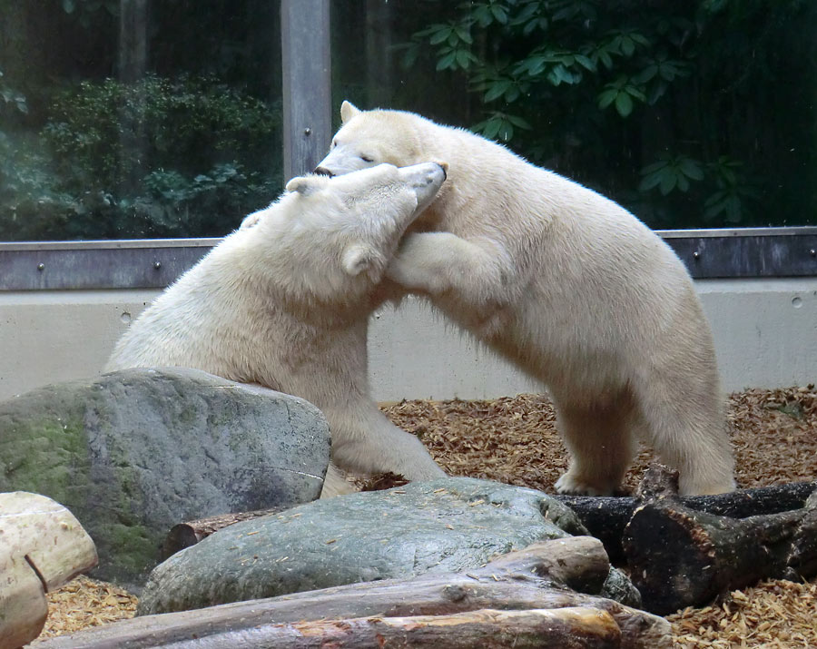 Eisbär LUKA und Eisbärin ANORI im Wuppertaler Zoo am 7. März 2014