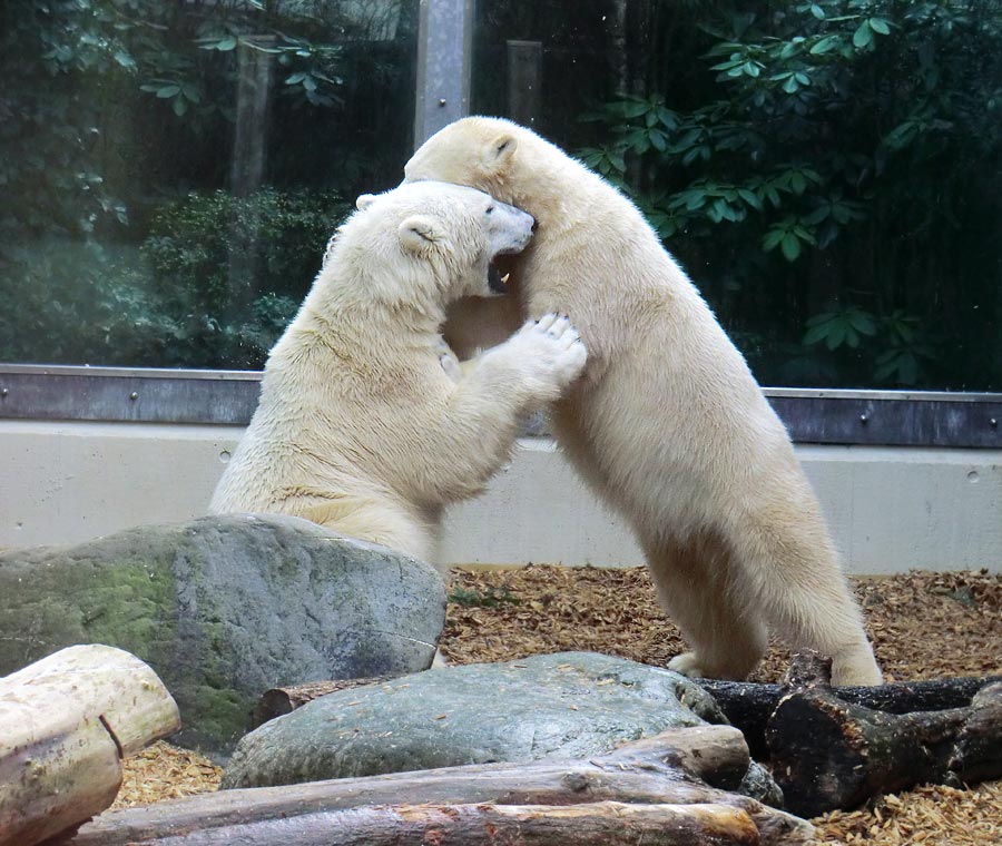 Eisbär LUKA und Eisbärin ANORI im Zoo Wuppertal am 7. März 2014