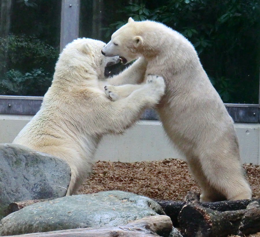 Eisbär LUKA und Eisbärin ANORI im Zoologischen Garten Wuppertal am 7. März 2014