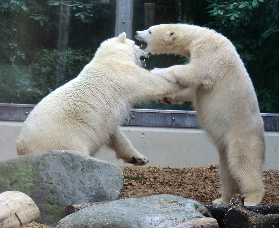 Eisbär LUKA und Eisbärin ANORI im Wuppertaler Zoo am 7. März 2014