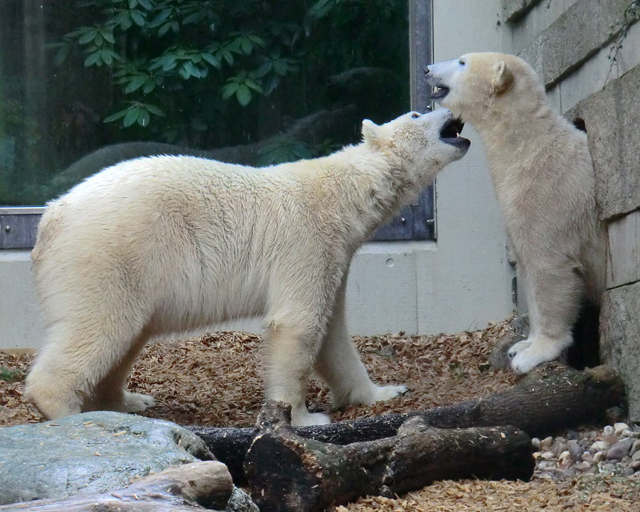 Eisbär LUKA und Eisbärin ANORI im Zoo Wuppertal am 7. März 2014
