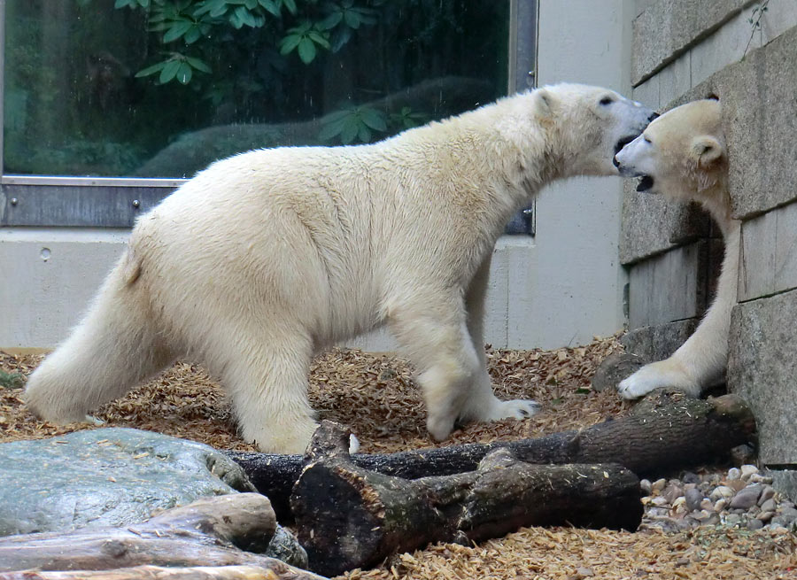 Eisbär LUKA und Eisbärin ANORI im Zoologischen Garten Wuppertal am 7. März 2014