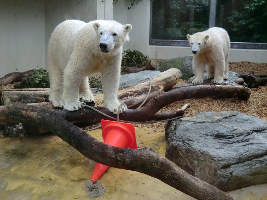 Eisbär LUKA und Eisbärin ANORI im Wuppertaler Zoo am 7. März 2014