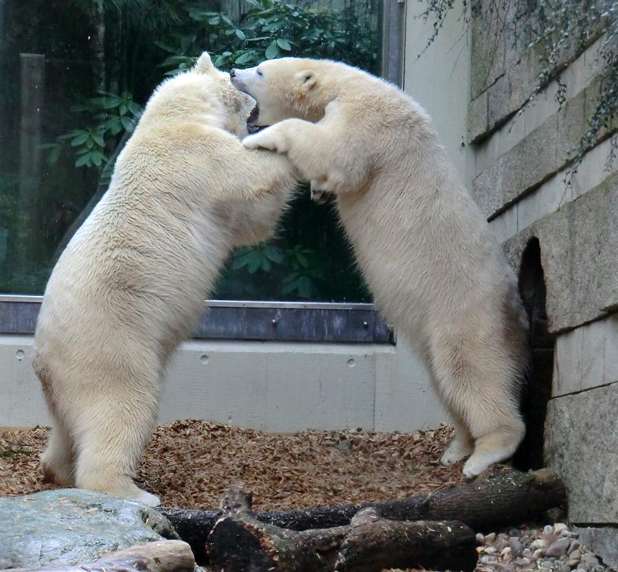 Eisbär LUKA und Eisbärin ANORI im Zoo Wuppertal am 7. März 2014