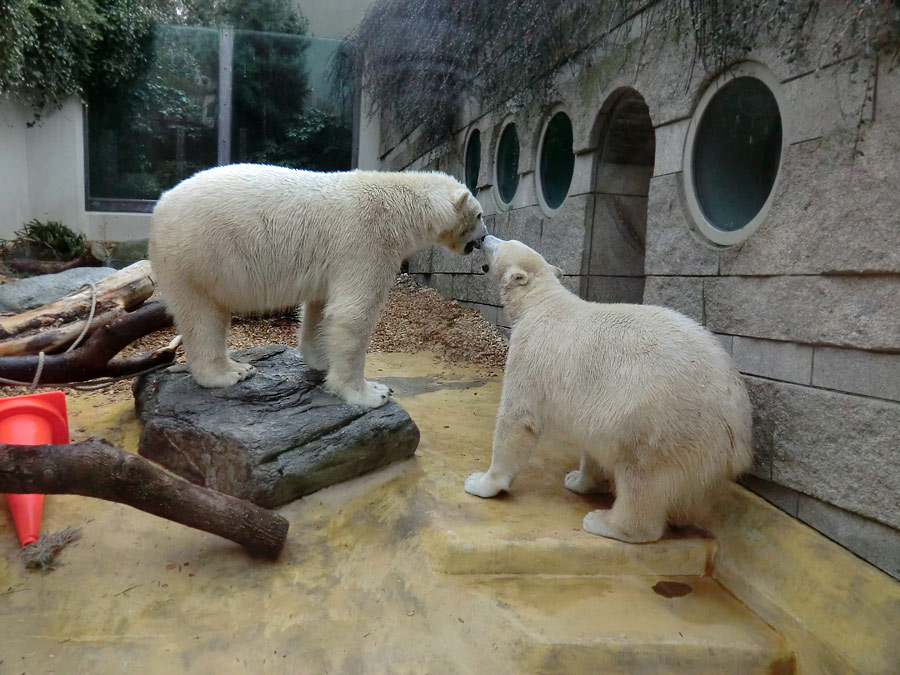 Eisbär LUKA und Eisbärin ANORI im Zoologischen Garten Wuppertal am 7. März 2014