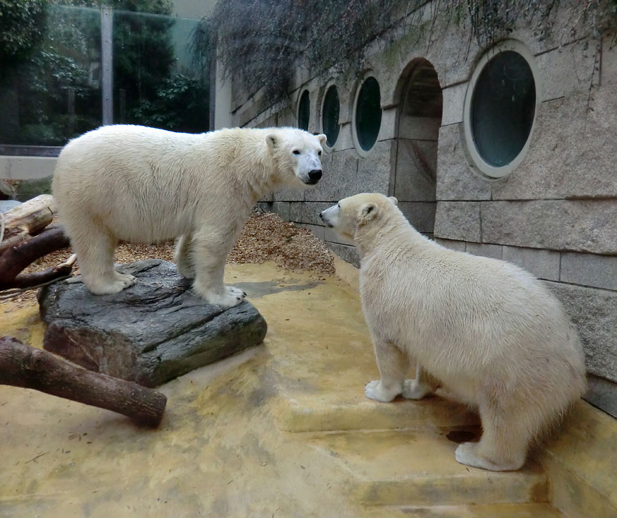 Eisbär LUKA und Eisbärin ANORI im Wuppertaler Zoo am 7. März 2014
