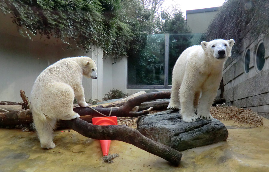 Eisbärin ANORI und Eisbär LUKA im Zoo Wuppertal am 7. März 2014