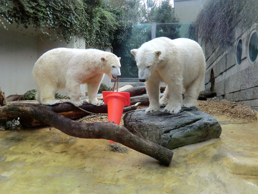 Eisbärin ANORI und Eisbär LUKA im Zoologischen Garten Wuppertal am 7. März 2014