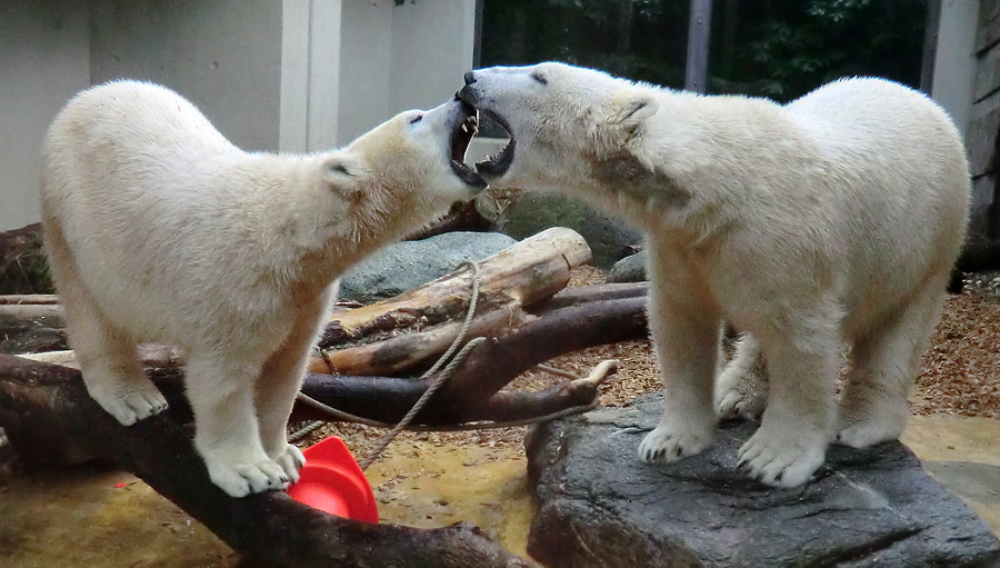 Eisbärin ANORI und Eisbär LUKA im Zoo Wuppertal am 7. März 2014