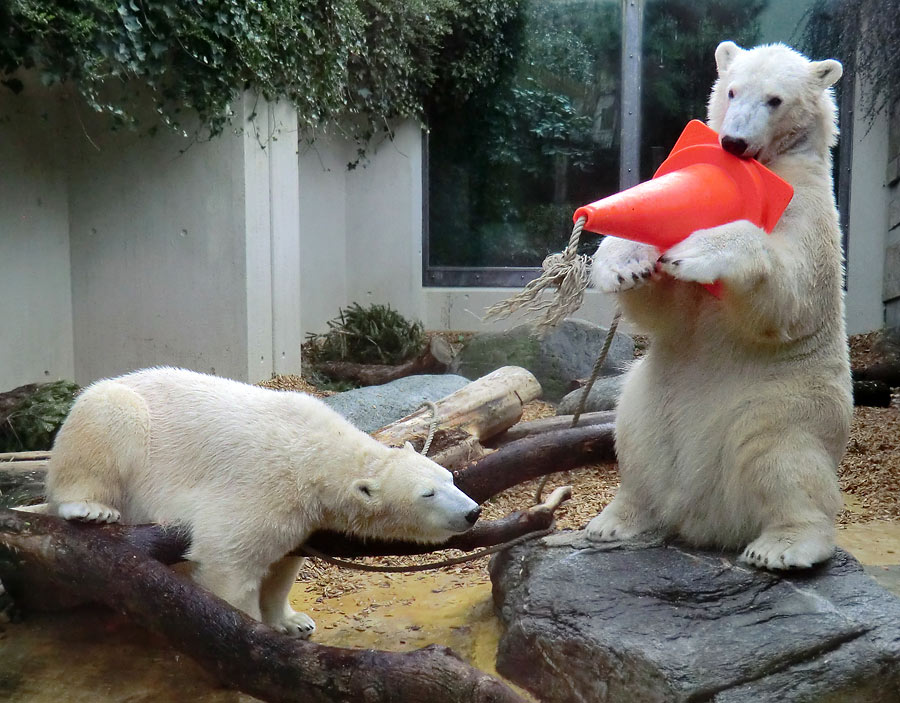 Eisbärin ANORI und Eisbär LUKA im Zoologischen Garten Wuppertal am 7. März 2014