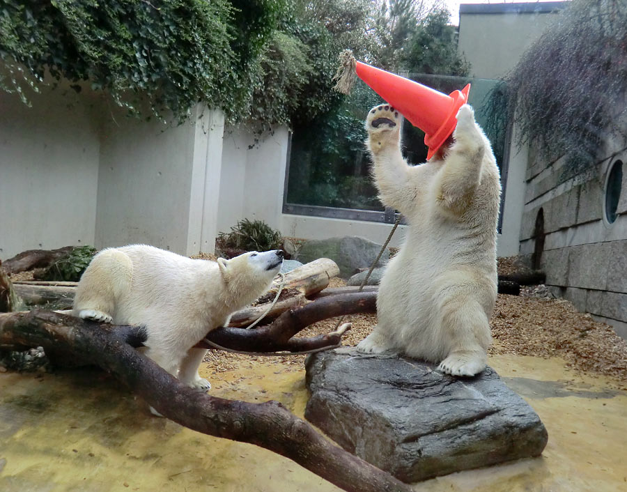 Eisbärin ANORI und Eisbär LUKA im Wuppertaler Zoo am 7. März 2014