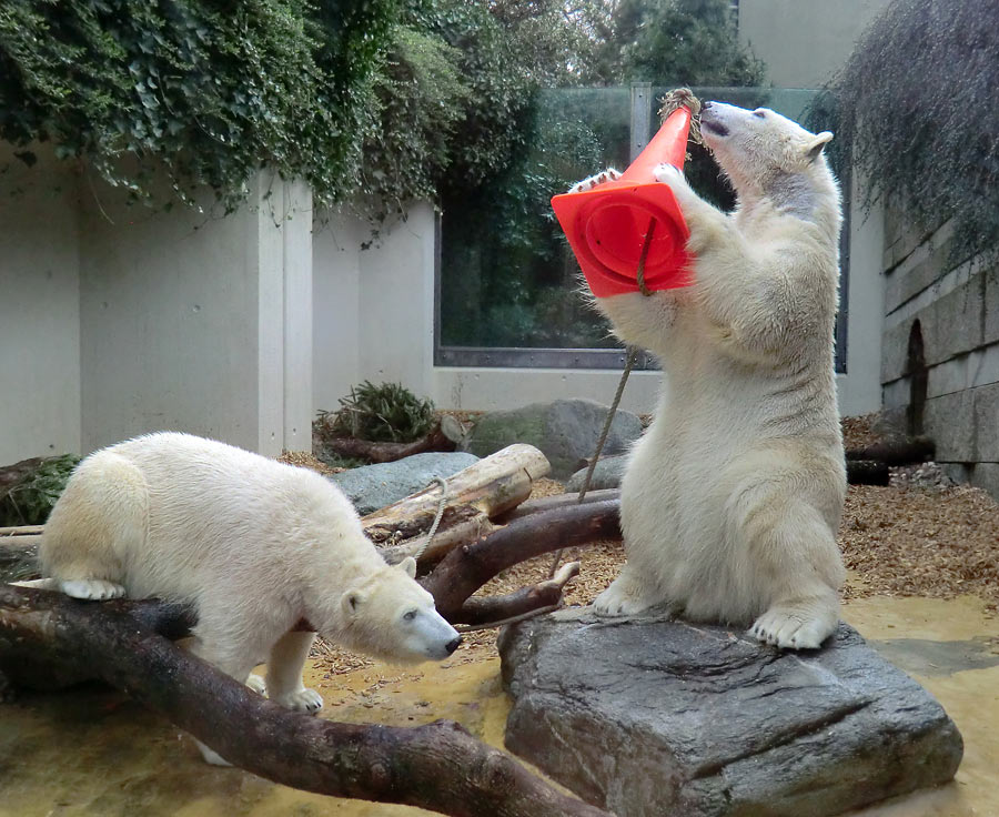 Eisbärin ANORI und Eisbär LUKA im Zoo Wuppertal am 7. März 2014