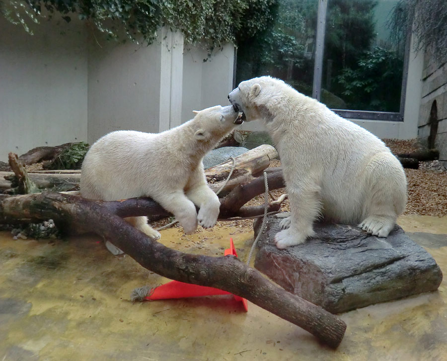 Eisbärin ANORI und Eisbär LUKA im Zoologischen Garten Wuppertal am 7. März 2014