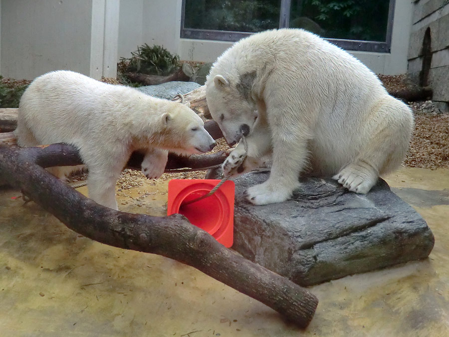 Eisbärin ANORI und Eisbär LUKA im Zoo Wuppertal am 7. März 2014